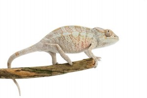 Furcifer pardalis, Nosy Faly, juvénile